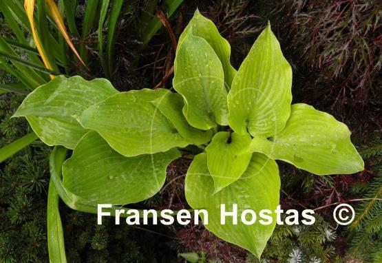 Hosta Dandy Lion